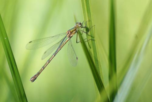 Lestes sponsa